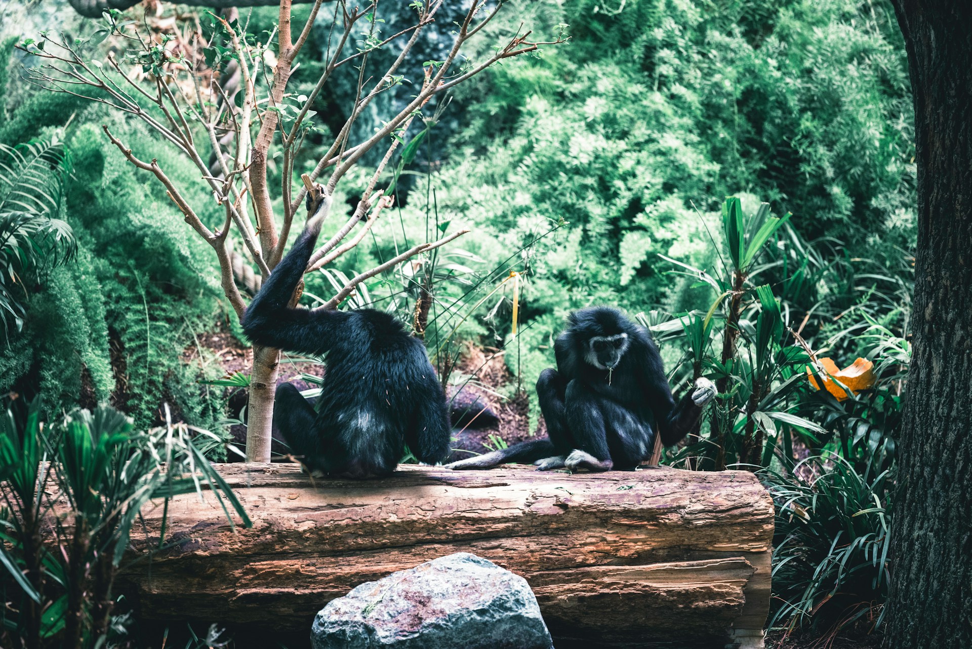 Misty rainforest of Bwindi, home of the mountain gorillas