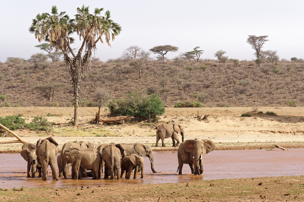 Kenya gallery image 2