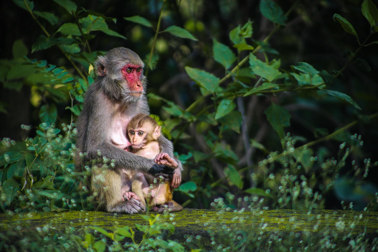 Primate & Crater Expedition